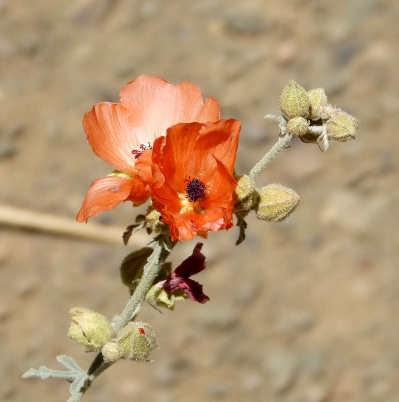 Caliche Globemallow photo 2