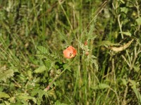 Sphaeralcea laciniata