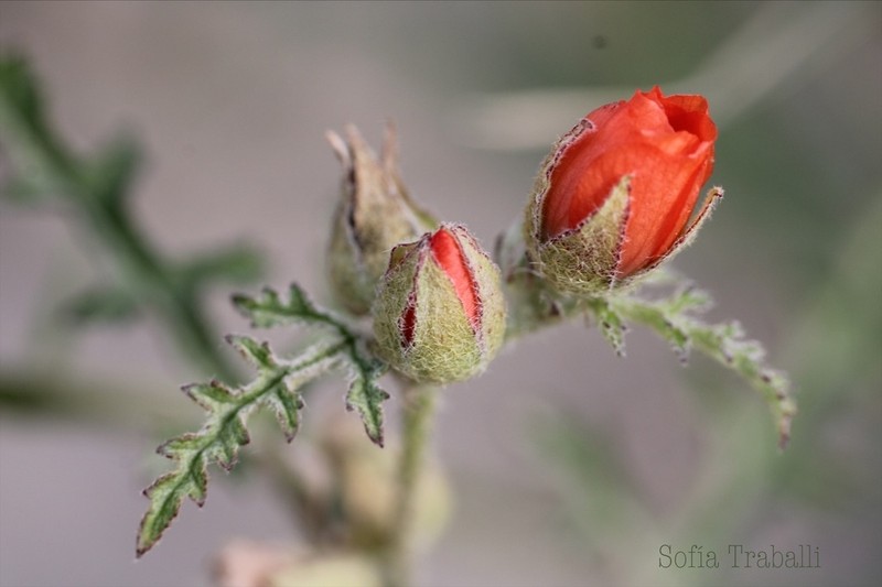 Sphaeralcea laciniata photo 2