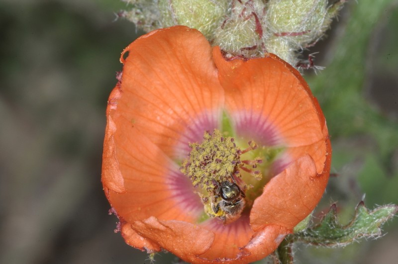 Sphaeralcea laciniata photo 3