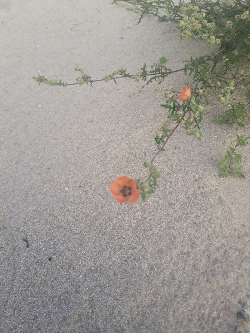 Sphaeralcea laciniata photo 4