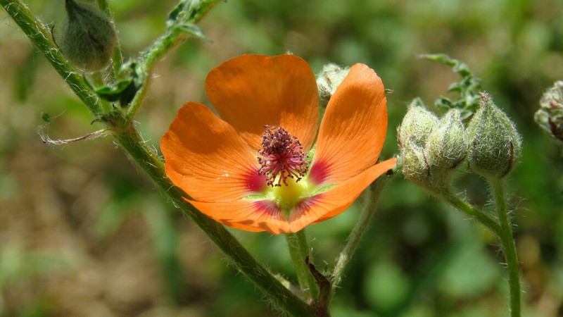 Sphaeralcea laciniata photo 5