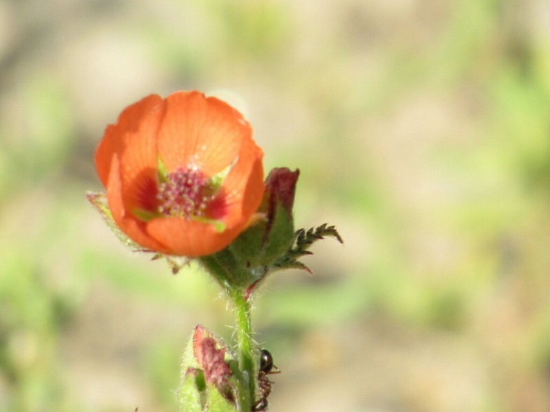 Sphaeralcea laciniata photo 7