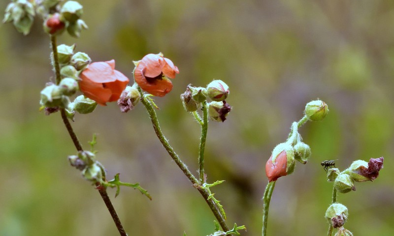 Sphaeralcea laciniata photo 8