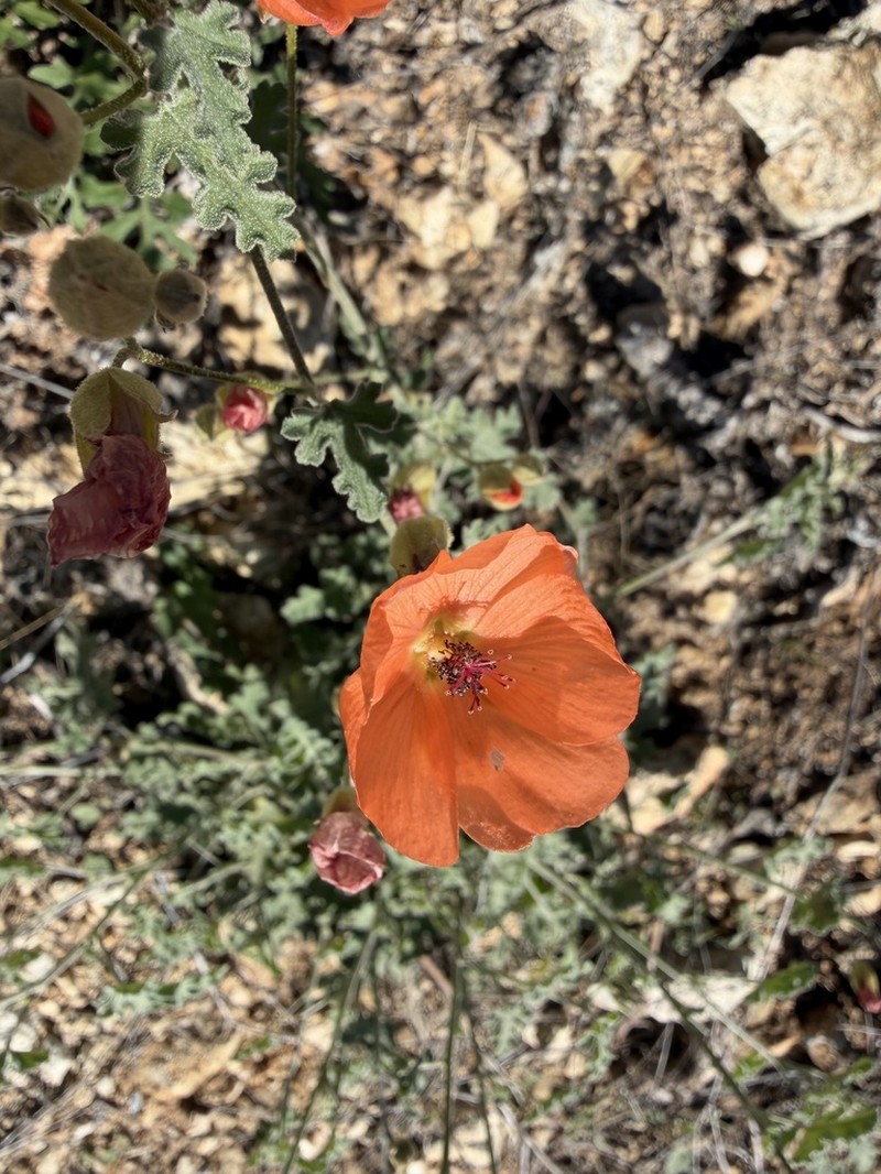 Caliche Globemallow photo 3