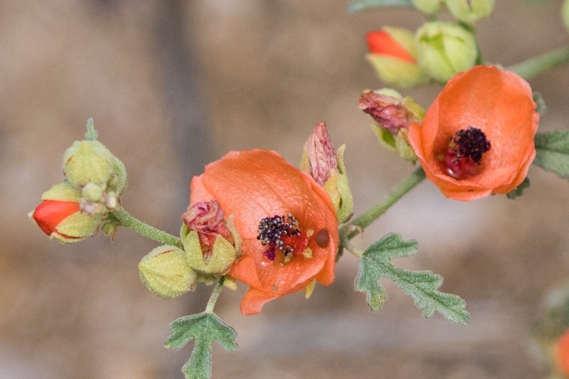 Caliche Globemallow photo 4