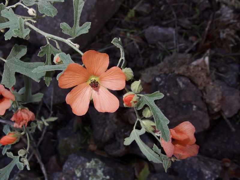 Caliche Globemallow photo 5
