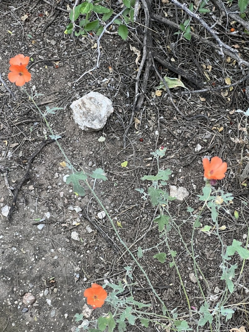 Caliche Globemallow photo 6