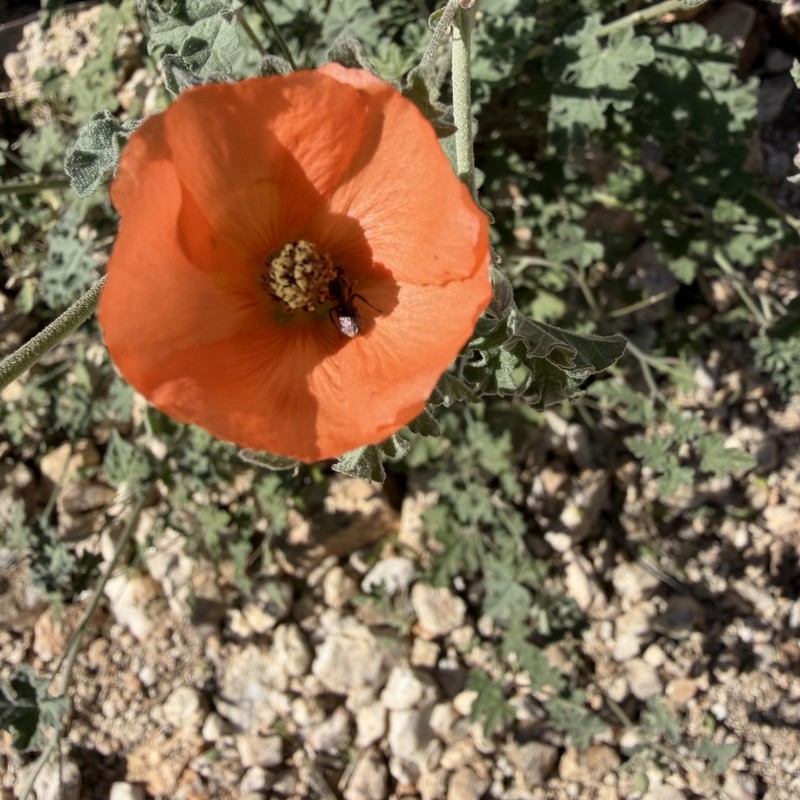 Caliche Globemallow photo 7
