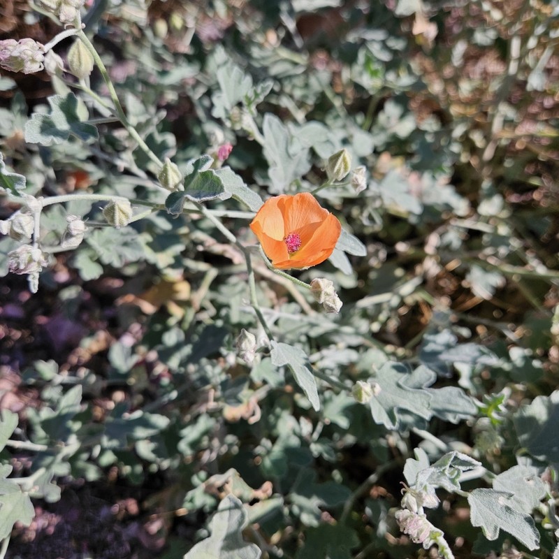 Caliche Globemallow photo 8