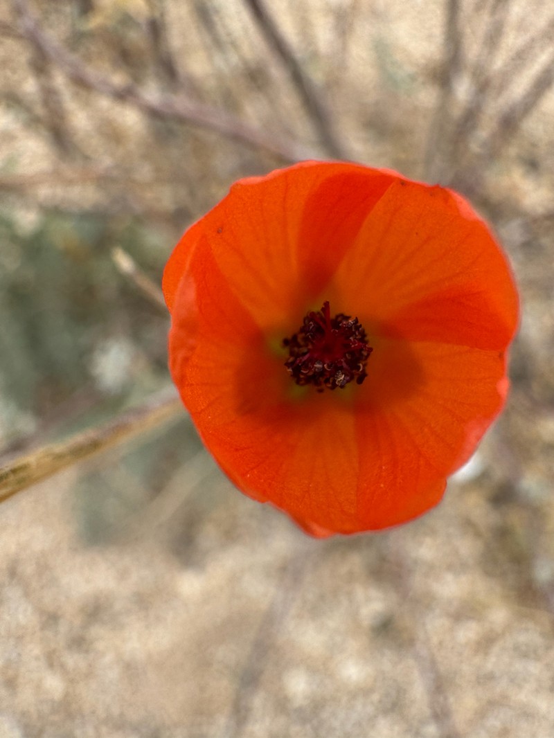 Caliche Globemallow photo 9