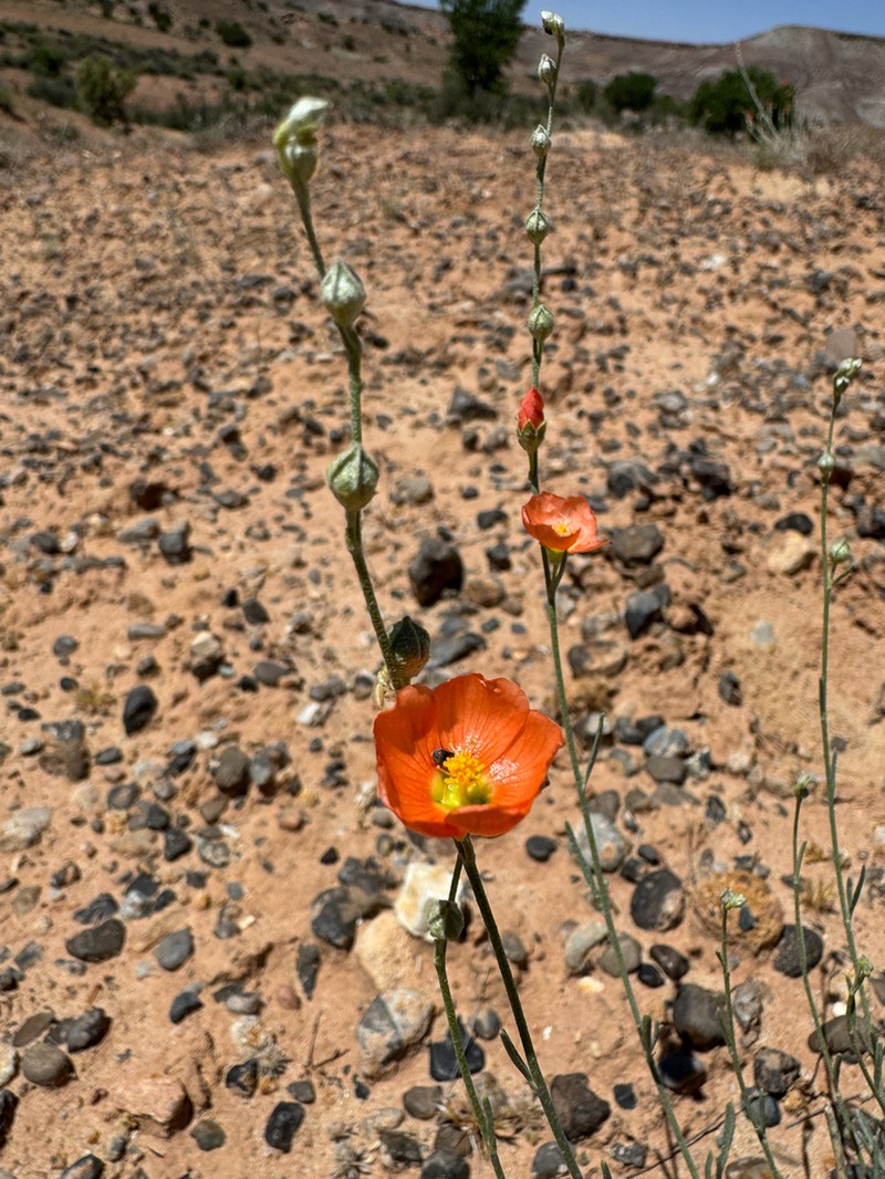 Scaly Globemallow