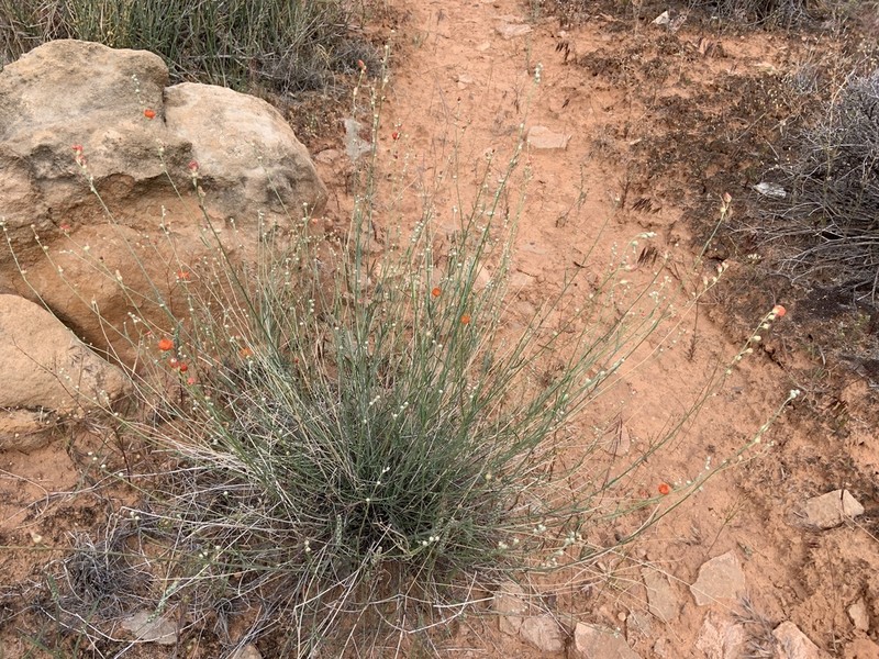 Scaly Globemallow photo 2