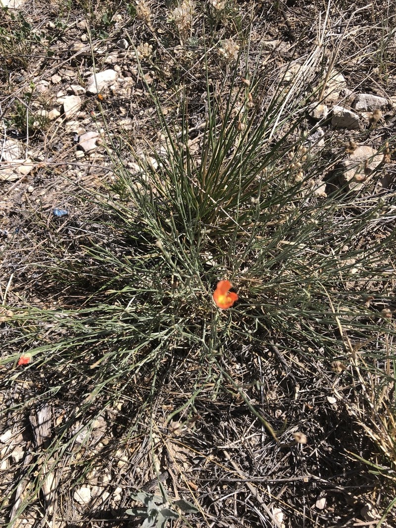 Scaly Globemallow photo 3