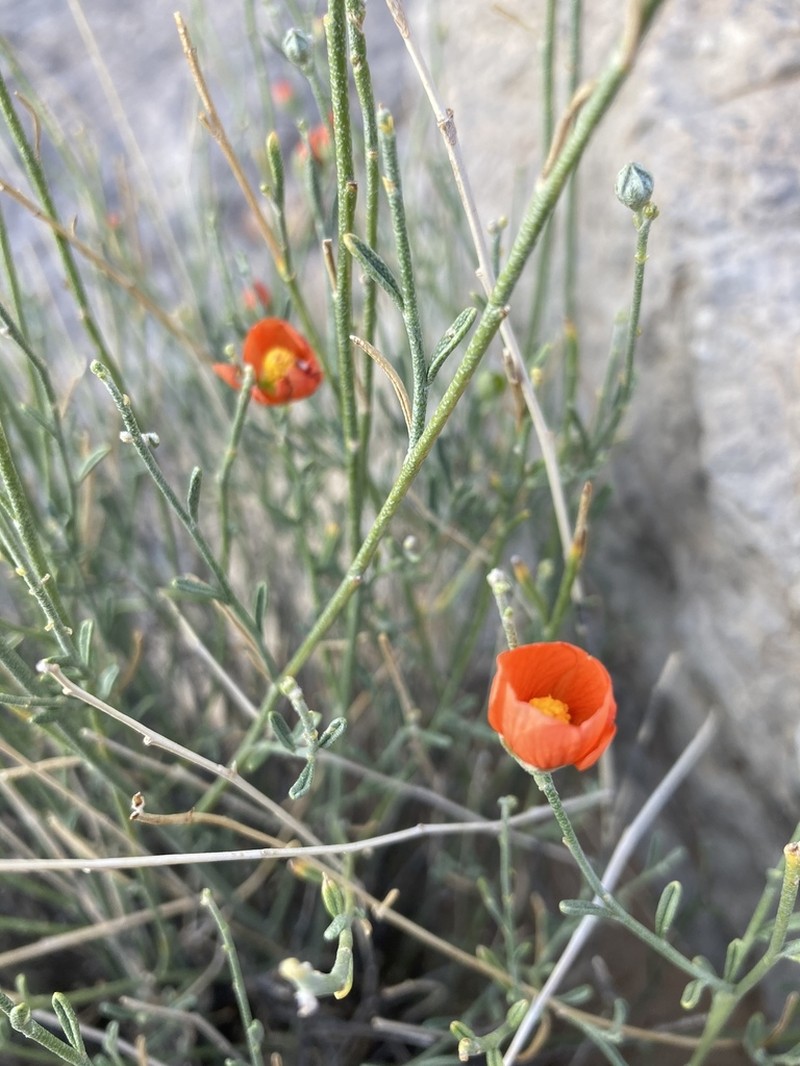 Scaly Globemallow photo 4
