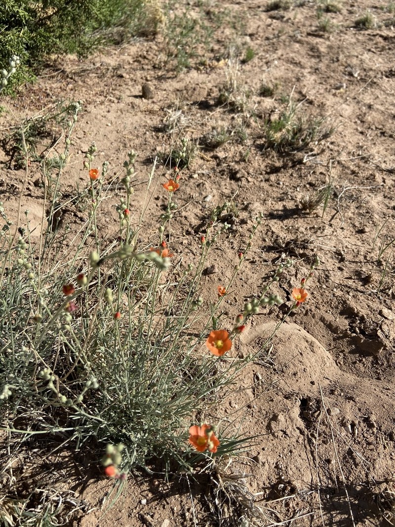 Scaly Globemallow photo 5