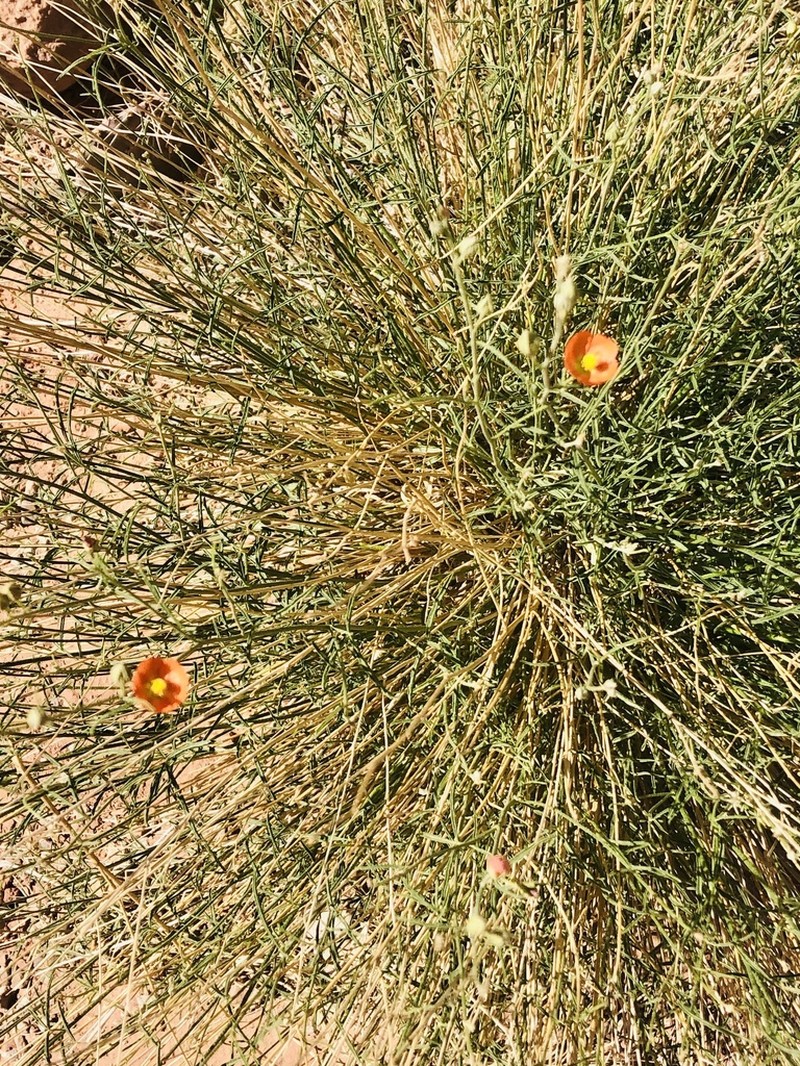 Scaly Globemallow photo 6