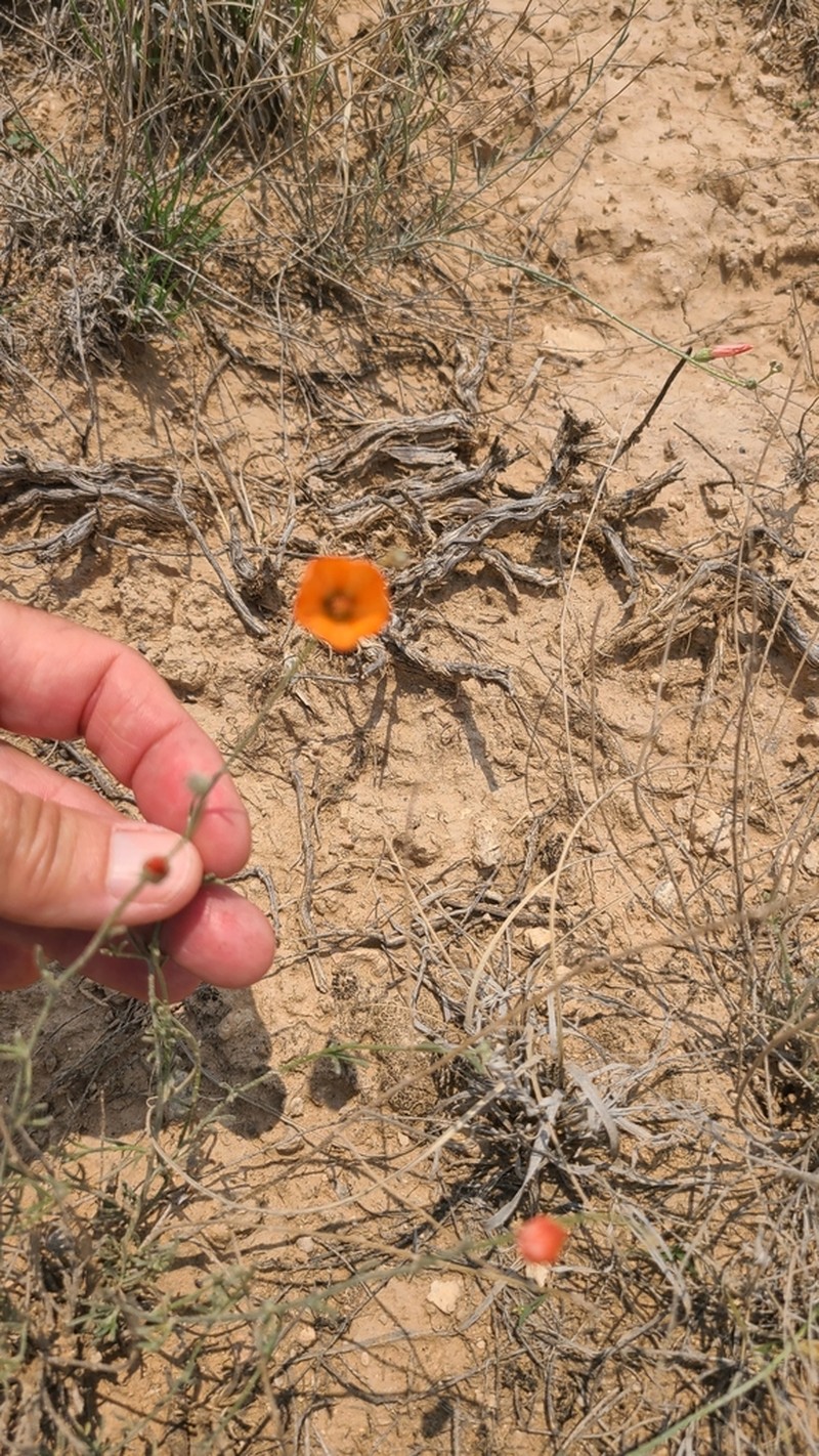 Scaly Globemallow photo 7
