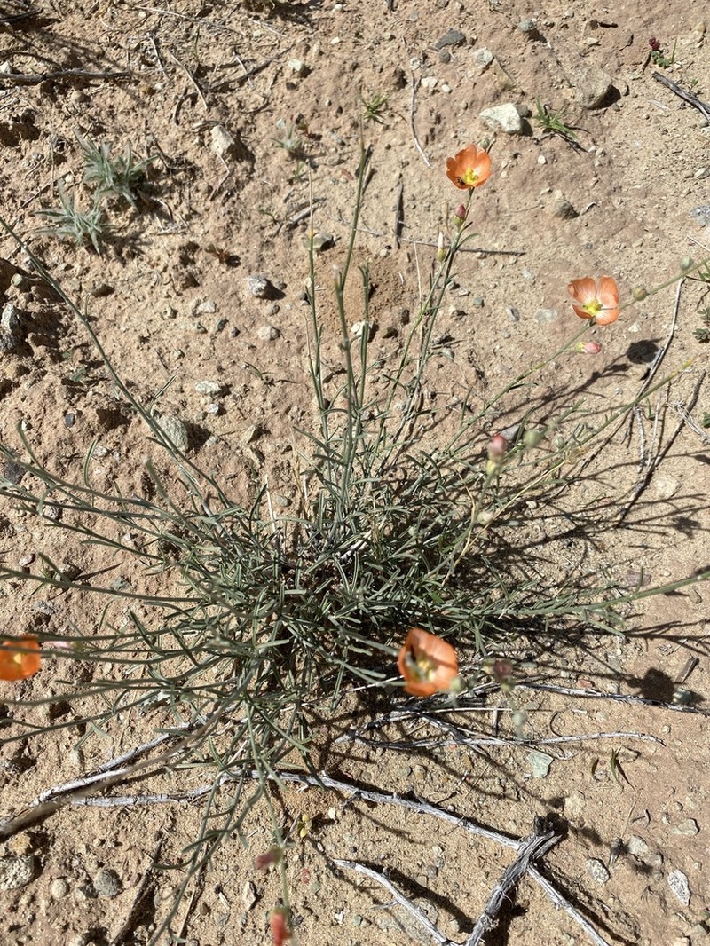 Scaly Globemallow photo 8