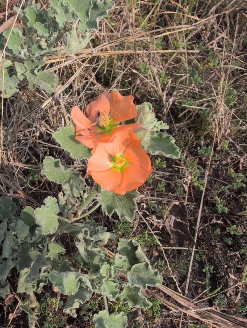Woolly Globemallow