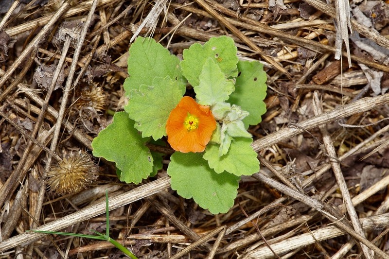 Woolly Globemallow photo 2