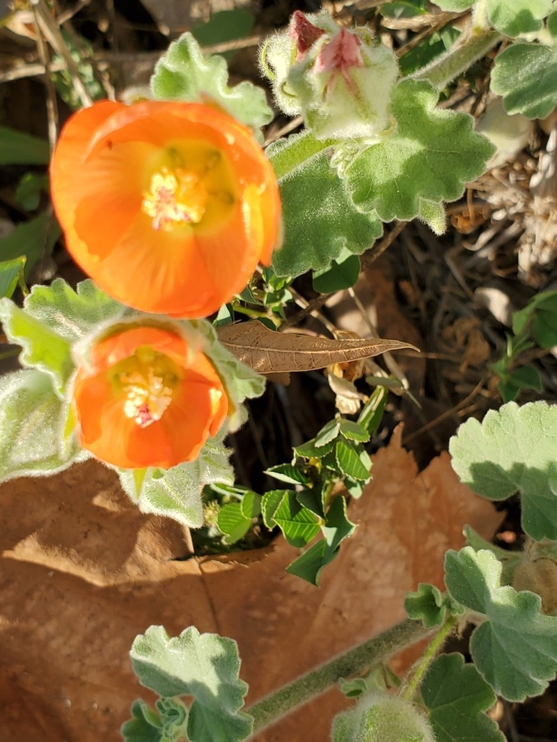 Woolly Globemallow photo 3
