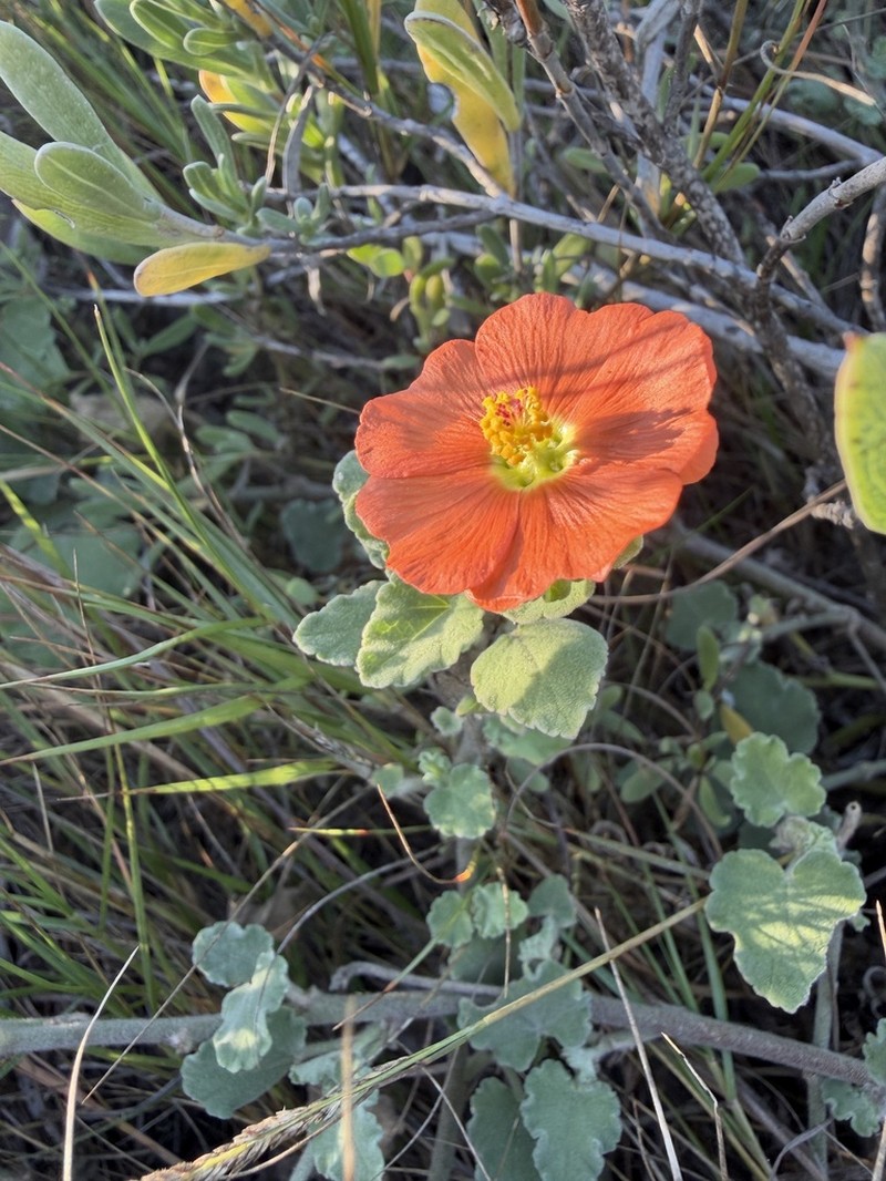 Woolly Globemallow photo 4