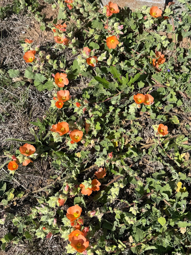Woolly Globemallow photo 5
