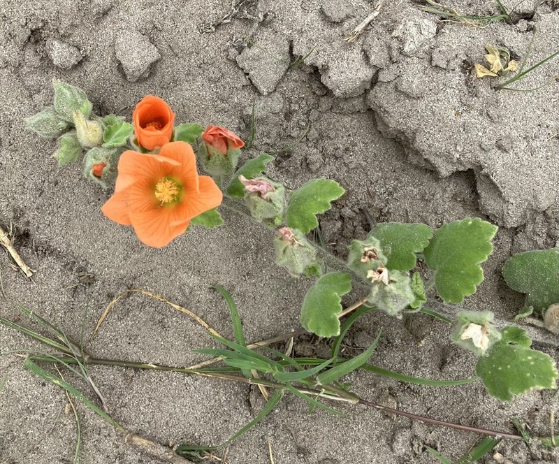 Woolly Globemallow photo 6