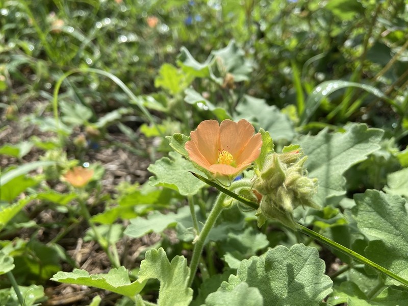 Woolly Globemallow photo 7