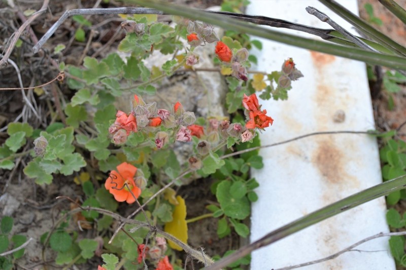 Woolly Globemallow photo 8