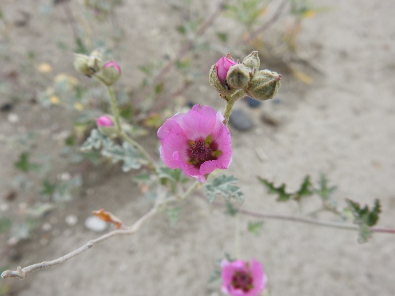 Sphaeralcea mendocina photo 2