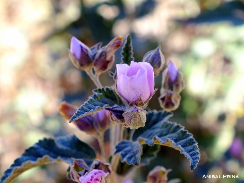 Sphaeralcea mendocina photo 3