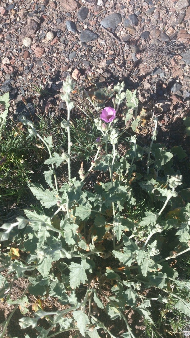 Sphaeralcea mendocina photo 4