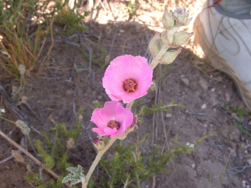 Sphaeralcea mendocina photo 5