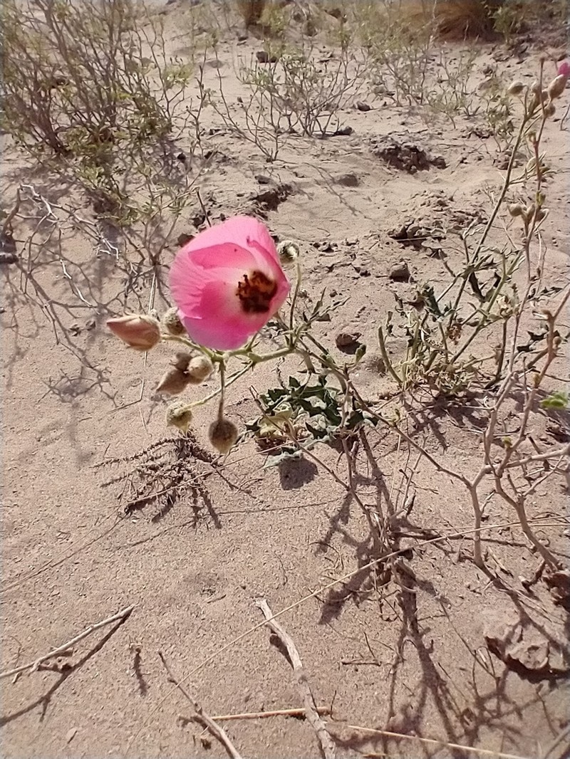 Sphaeralcea mendocina photo 6