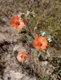 Sphaeralcea miniata