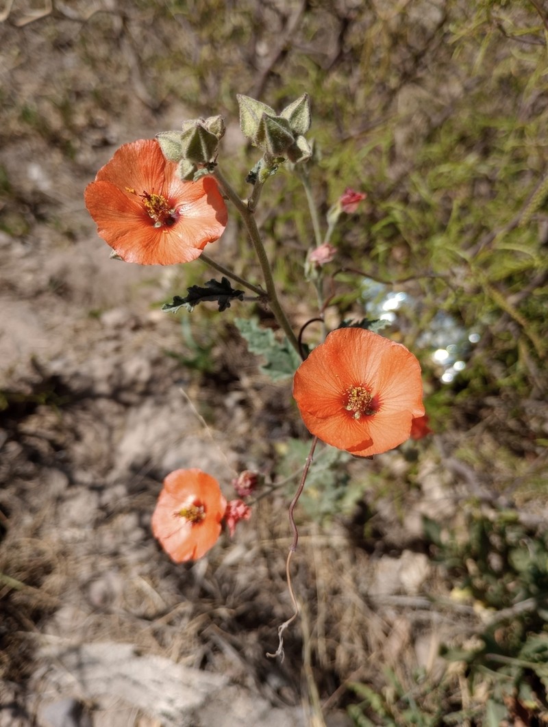 Sphaeralcea miniata