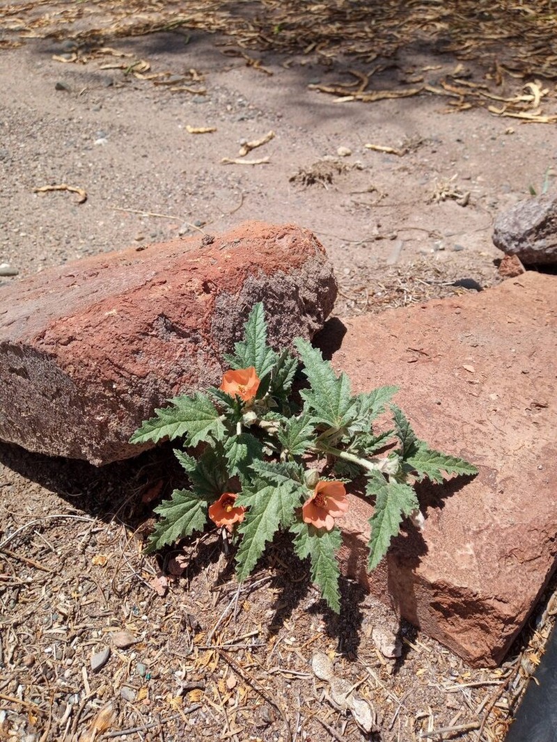 Sphaeralcea miniata photo 2