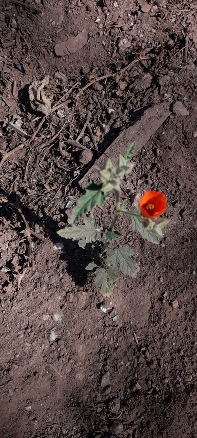 Sphaeralcea miniata photo 3
