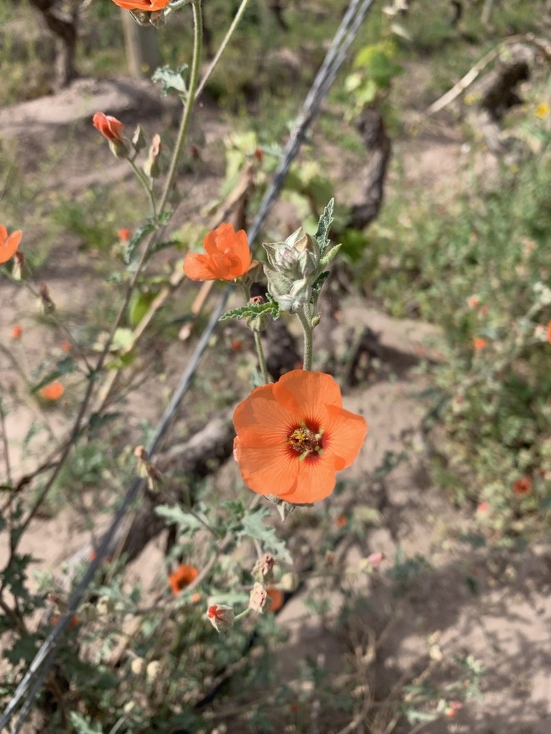 Sphaeralcea miniata photo 4