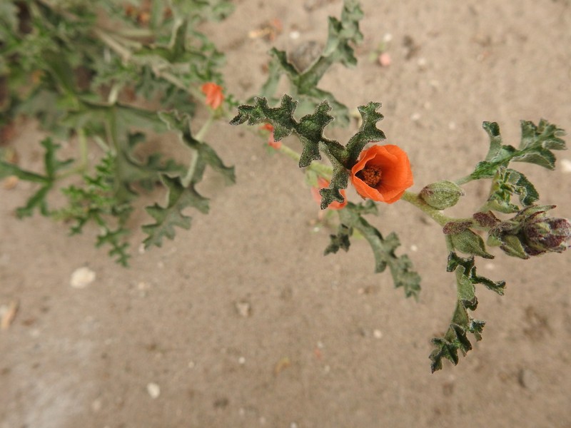 Sphaeralcea miniata photo 5