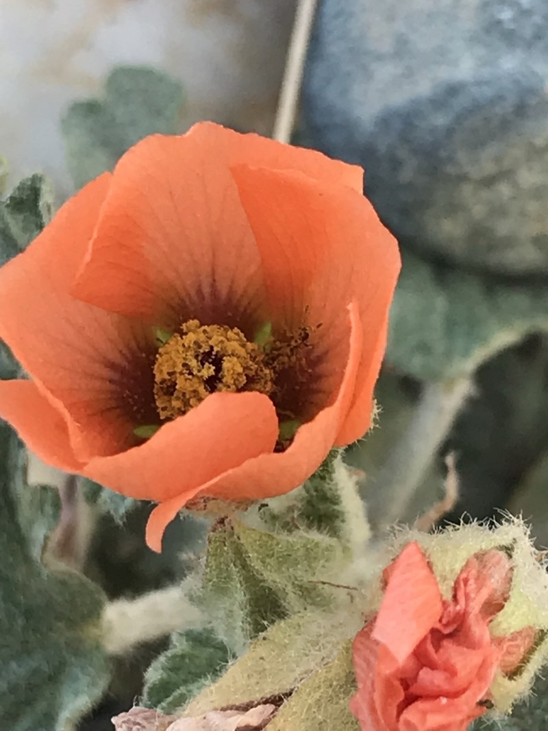 Sphaeralcea miniata photo 6