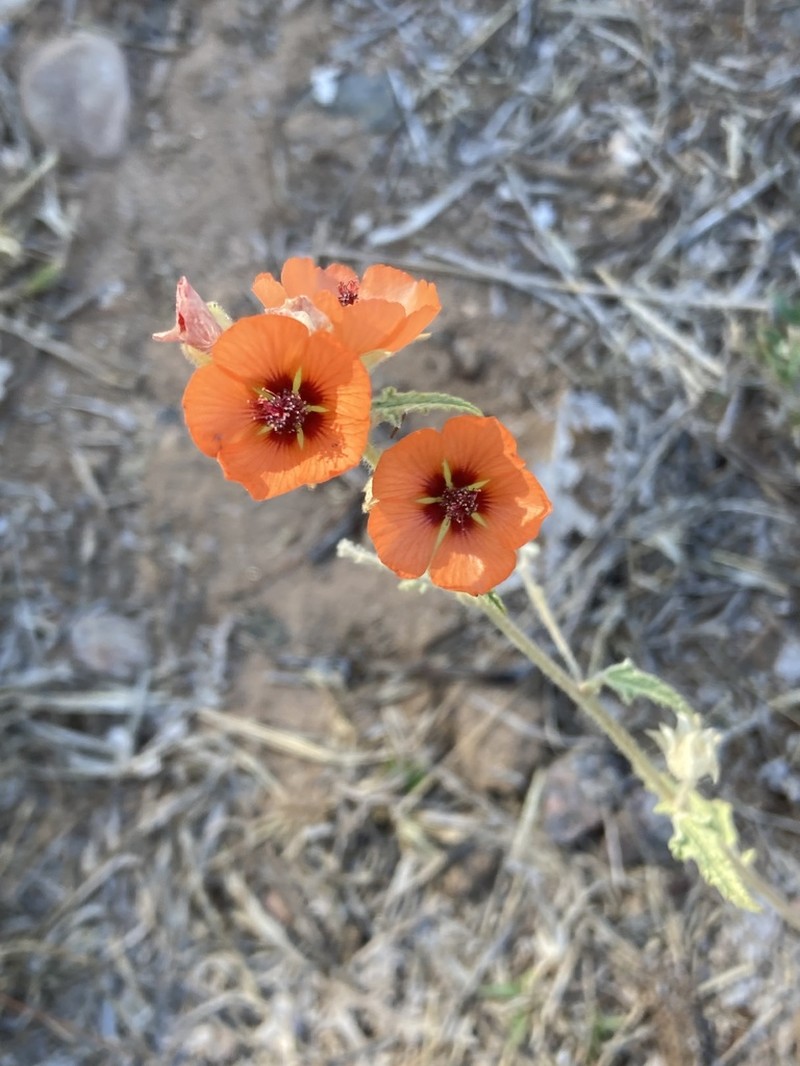 Sphaeralcea miniata photo 8