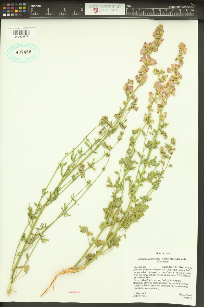 Sphaeralcea moorei photo 4