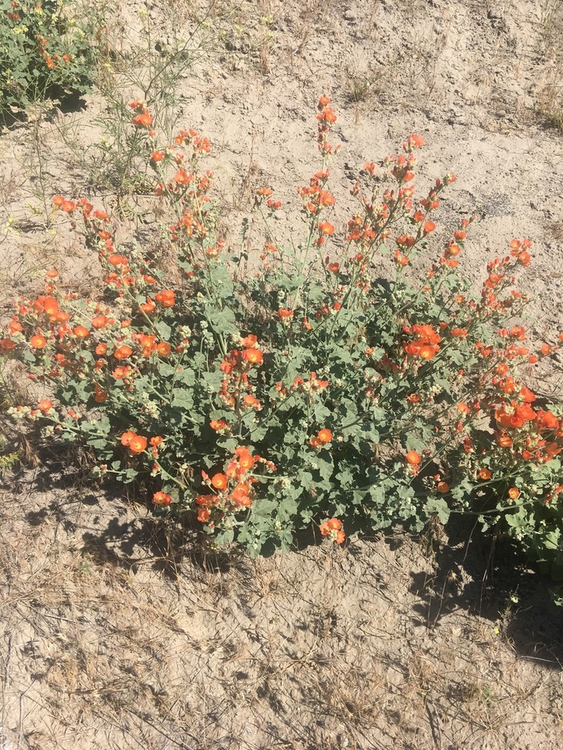 Munro's Globemallow photo 2