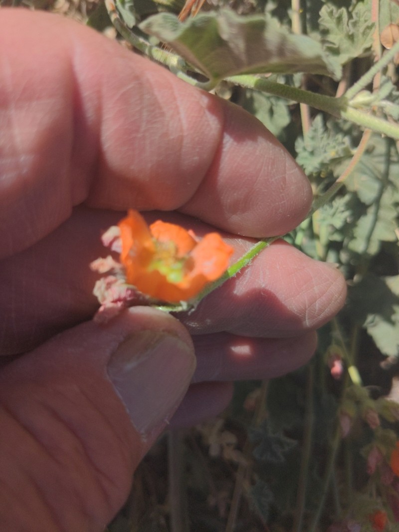 Munro's Globemallow photo 3