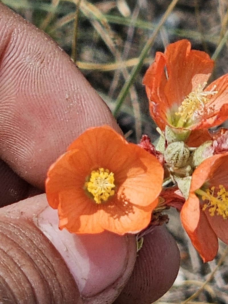 Munro's Globemallow photo 4