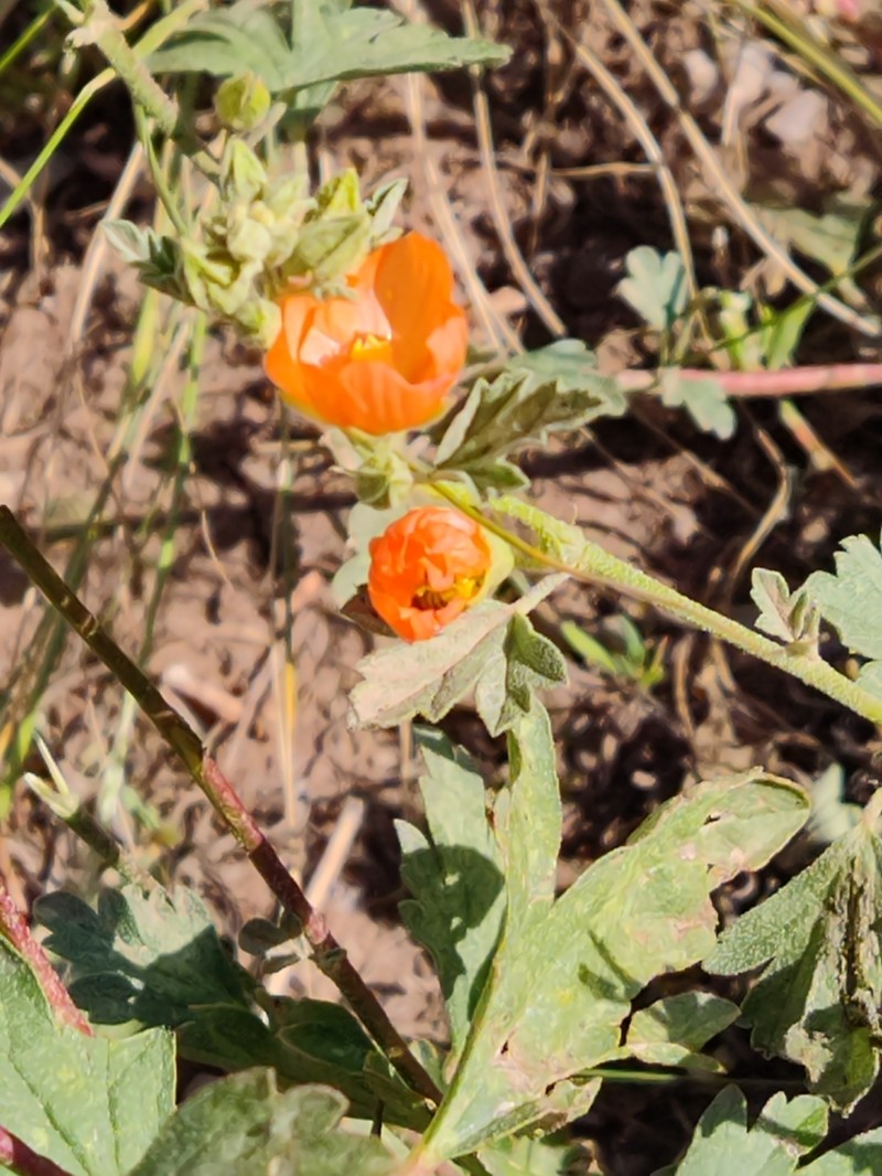 Munro's Globemallow photo 5