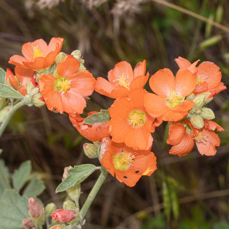 Munro's Globemallow photo 6
